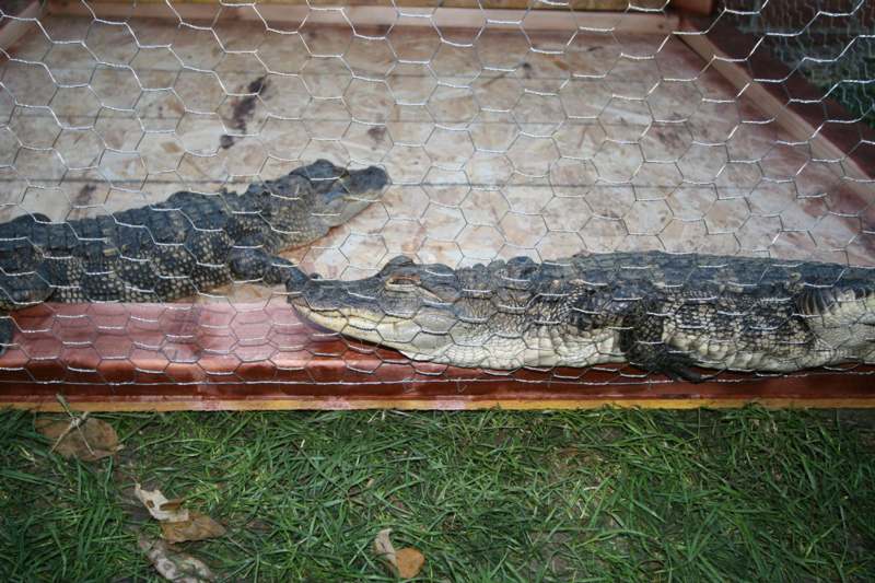 a pair of alligators in a cage