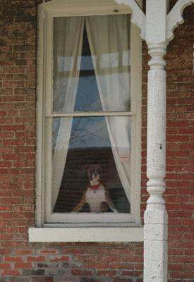 a dog looking out a window