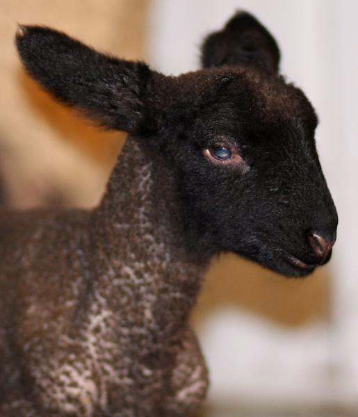 a black sheep with blue eyes