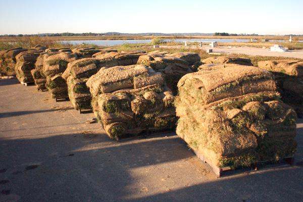 several stacks of grass on pallets