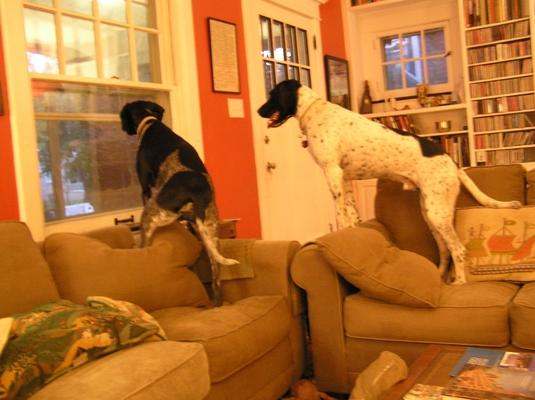 two dogs standing on couches