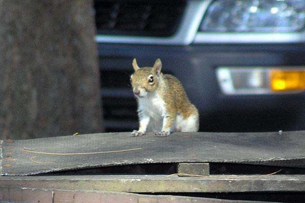 a squirrel standing on a wooden surface
