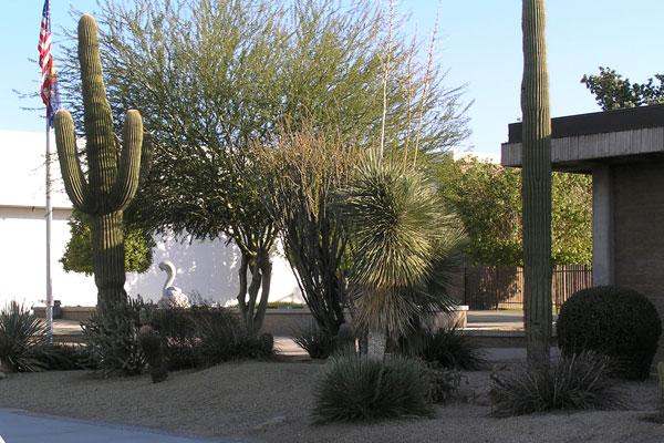 a group of cactus trees and bushes