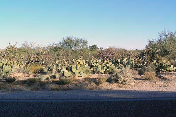 a cactus plants in the desert
