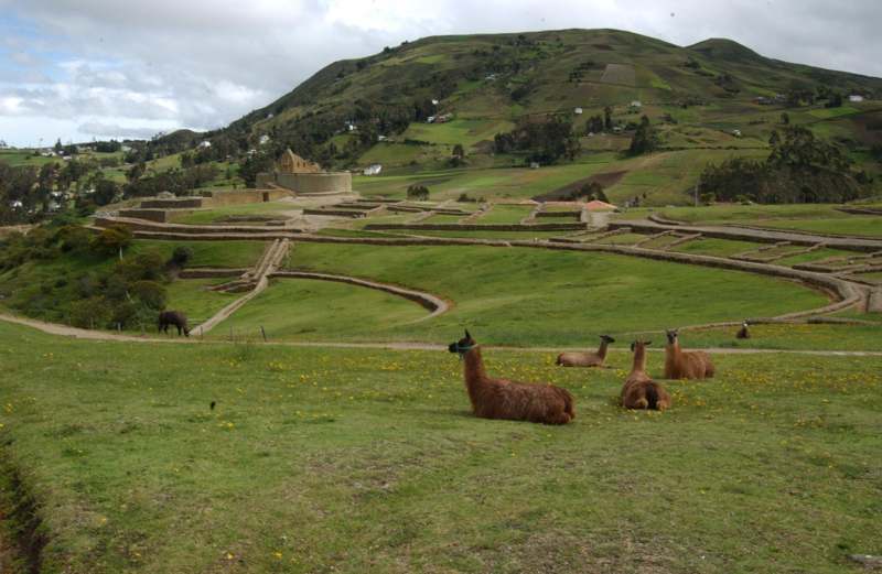 a group of llamas in a grassy field