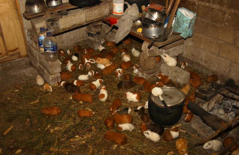 a group of guinea pigs in a barn