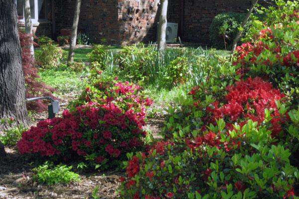 a garden with red flowers