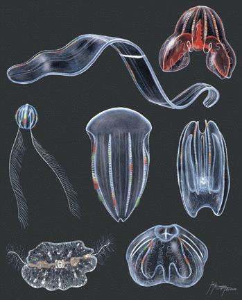 a group of transparent objects