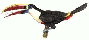 a toucan on a branch