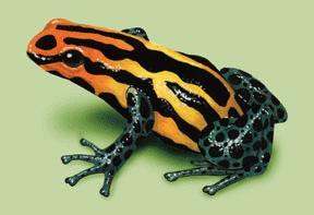 a yellow and black frog