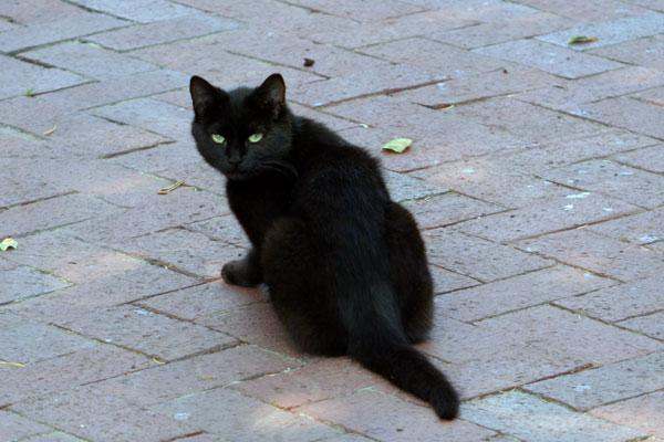 a black cat sitting on a brick surface