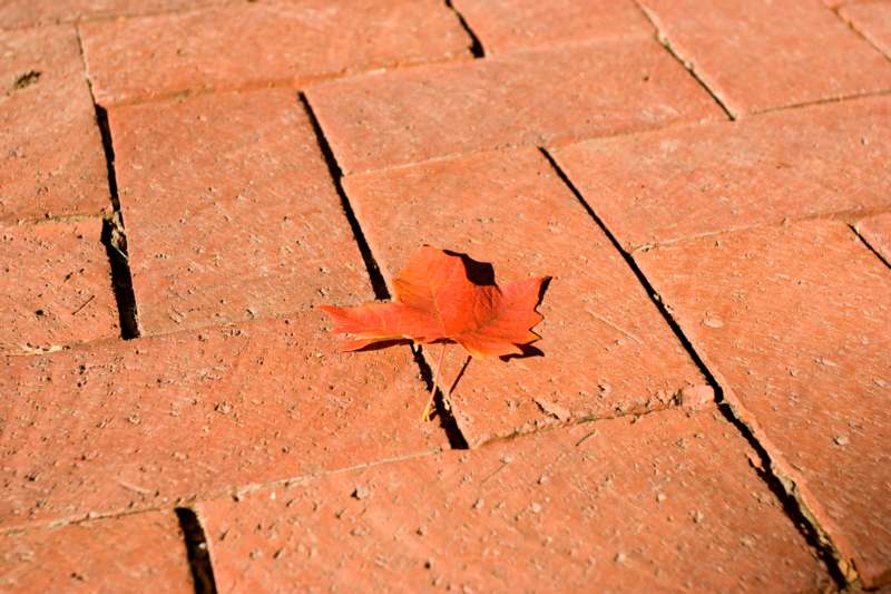 a red leaf on a brick surface