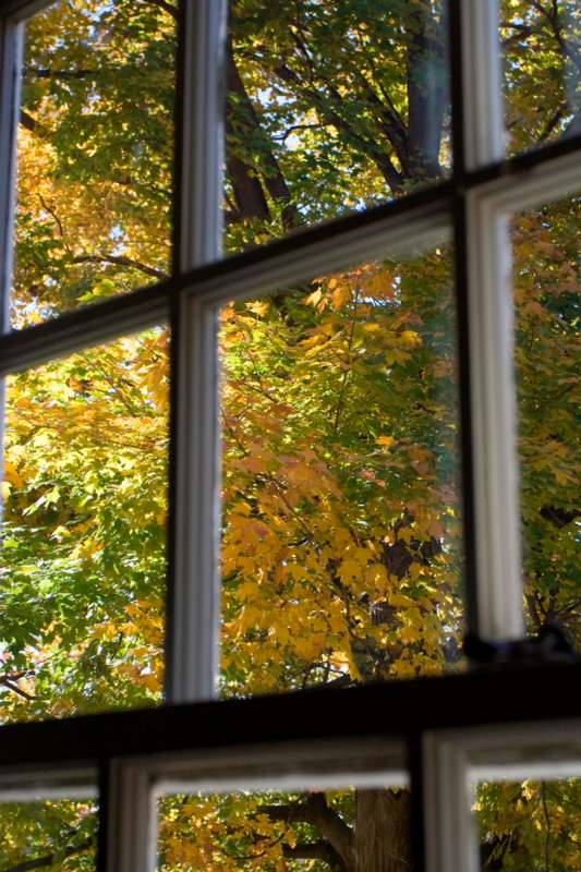 a window with many windows and trees