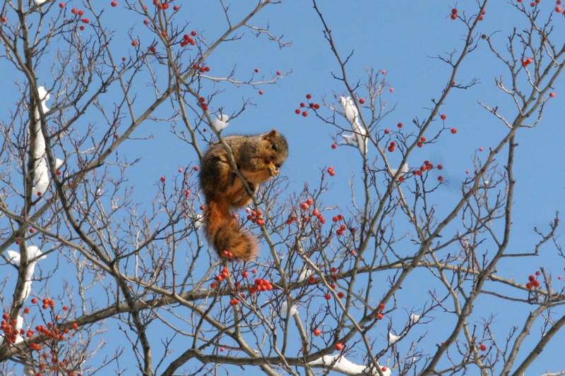 a squirrel in a tree with berries