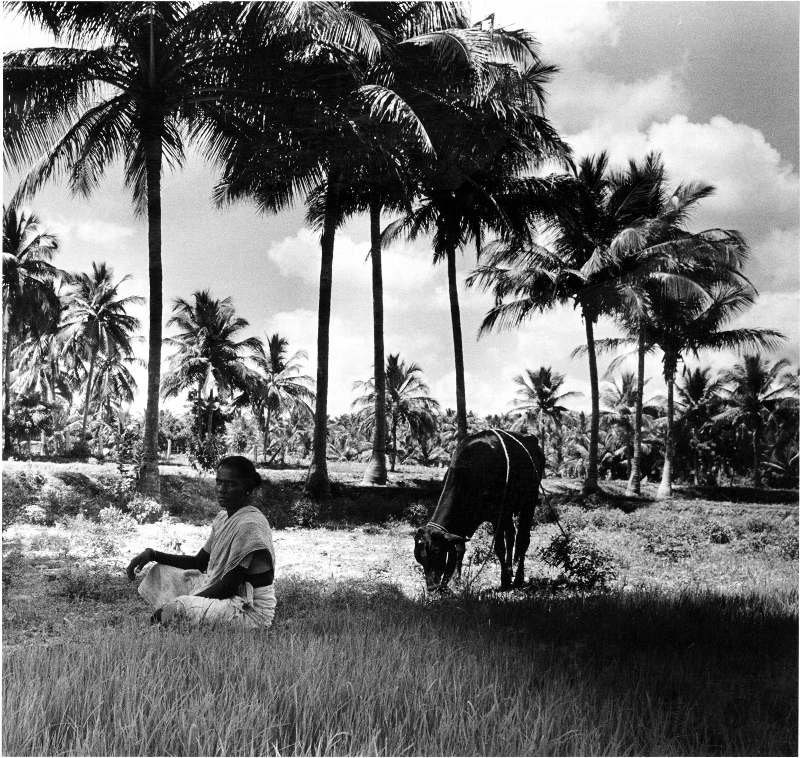 a man sitting in a field with a cow