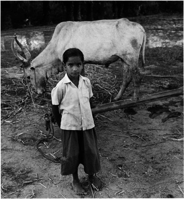 a young girl standing next to a cow
