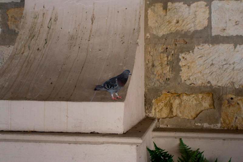 a pigeon standing on a ledge