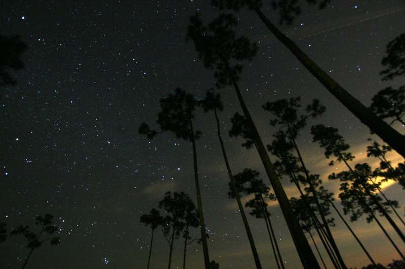 a group of trees in the dark sky