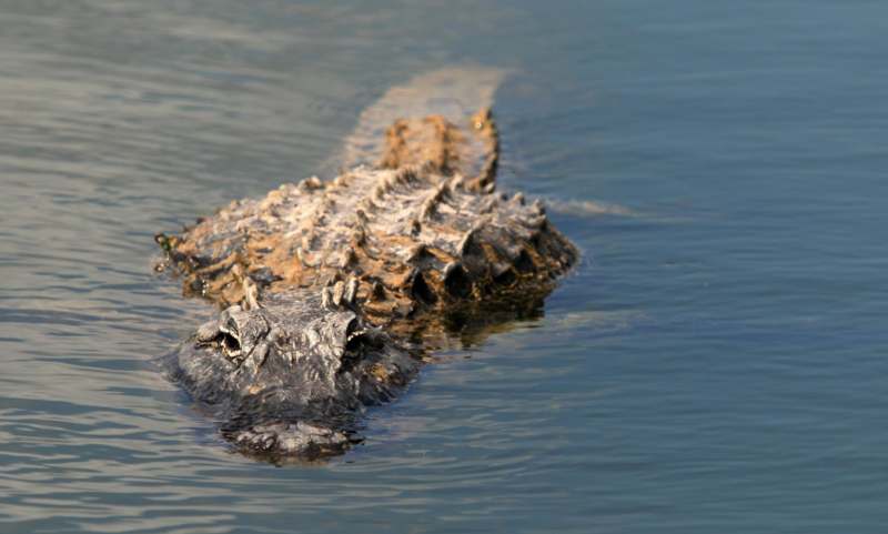 a crocodile swimming in the water