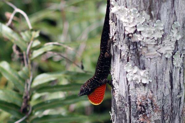 a lizard with a red and yellow tail on a tree