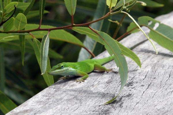 a green lizard on a wood surface