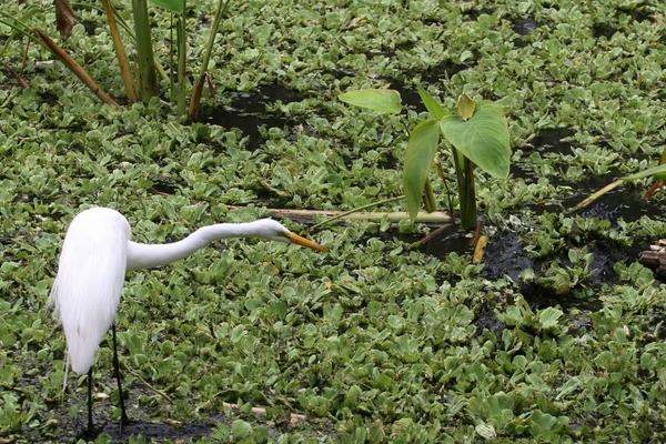 a white bird in a swamp