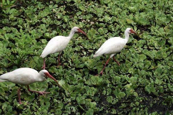 a group of white birds with long beaks walking on green plants