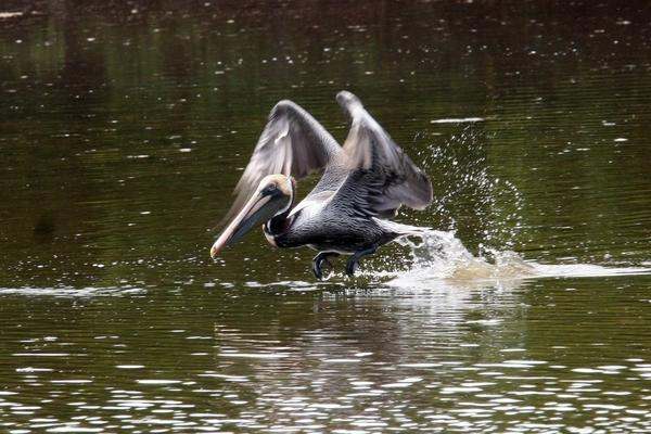 a pelican landing on water