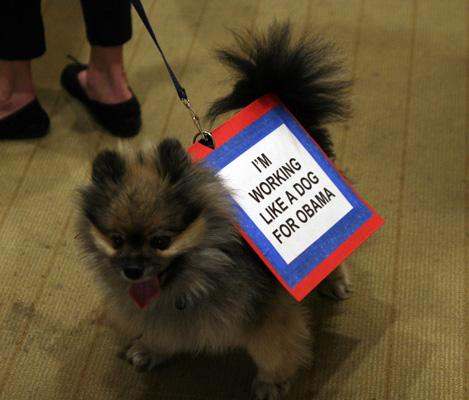 a dog with a sign on its back