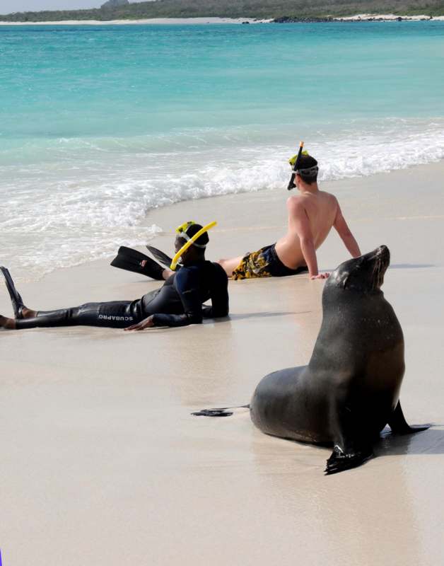 a group of people on a beach with a seal