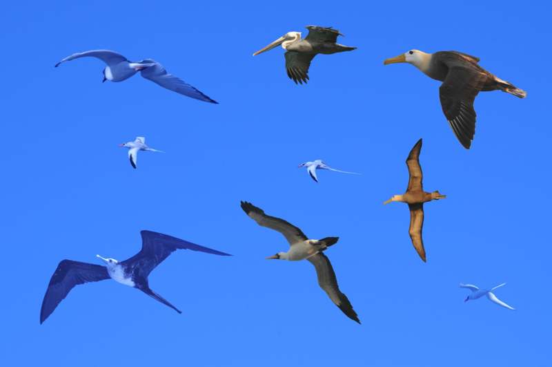 a group of birds flying in the sky