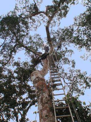 a man climbing a tree