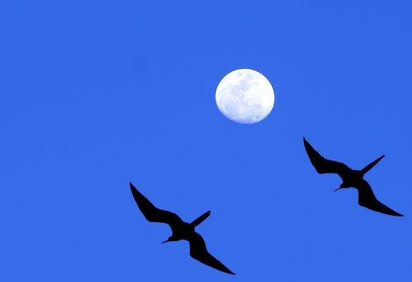 birds flying in the sky with the moon