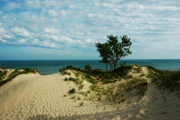 a tree on a sand dune