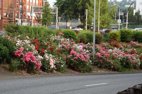 a flower bed with many flowers