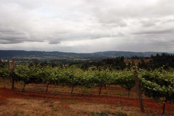 a vineyard with trees in the background