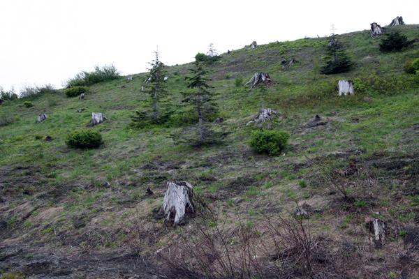 a tree stumps on a hill