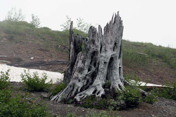 a tree stump with many roots