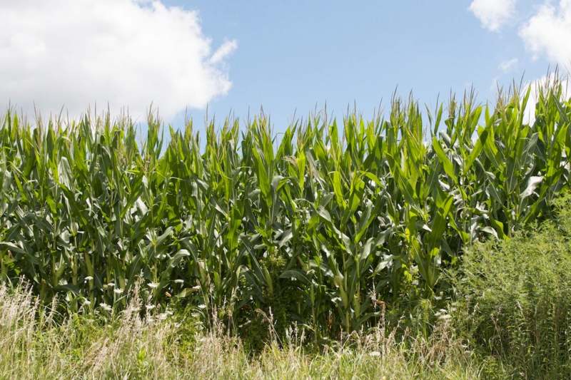 a field of corn growing