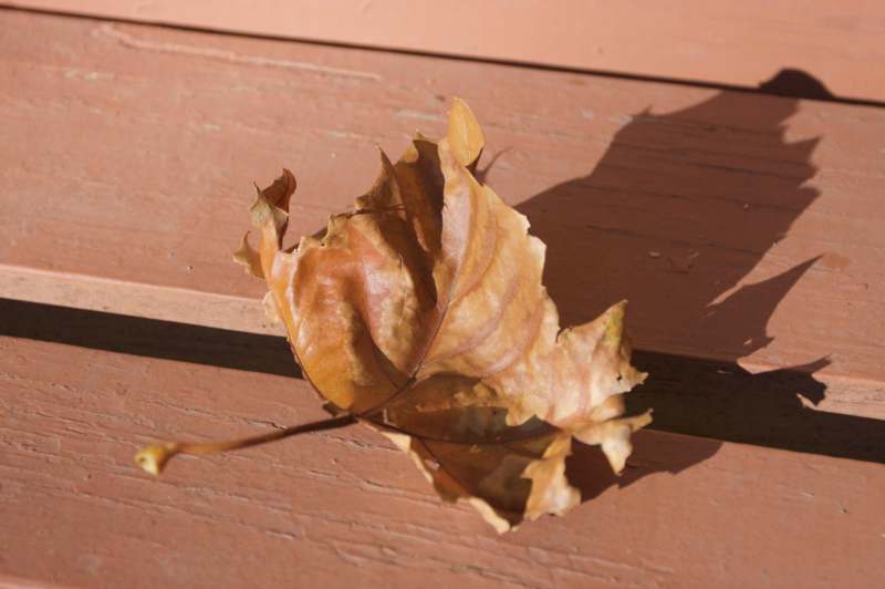 a brown leaf on a wood surface