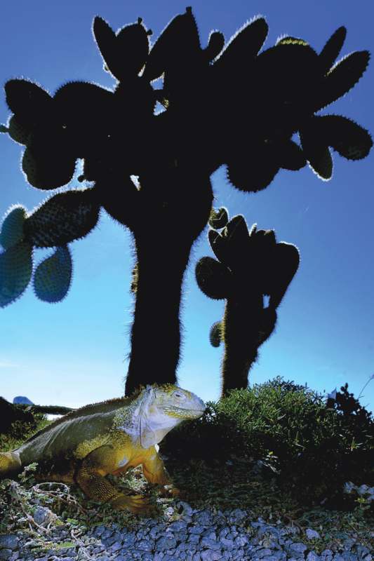 a lizard sitting under a cactus tree
