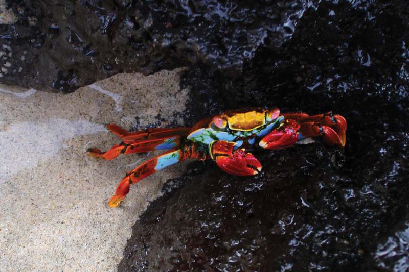 a colorful crab on a rock