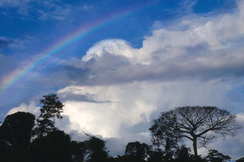 a rainbow over trees and blue sky