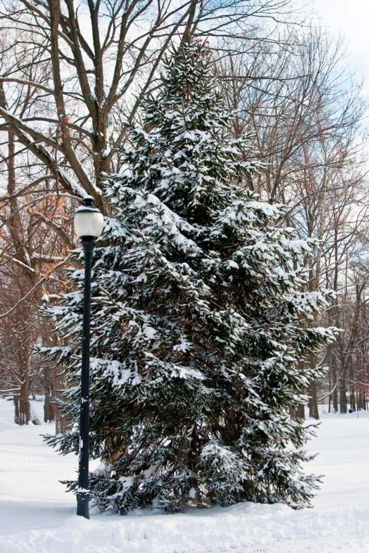 a snow covered tree next to a lamp post