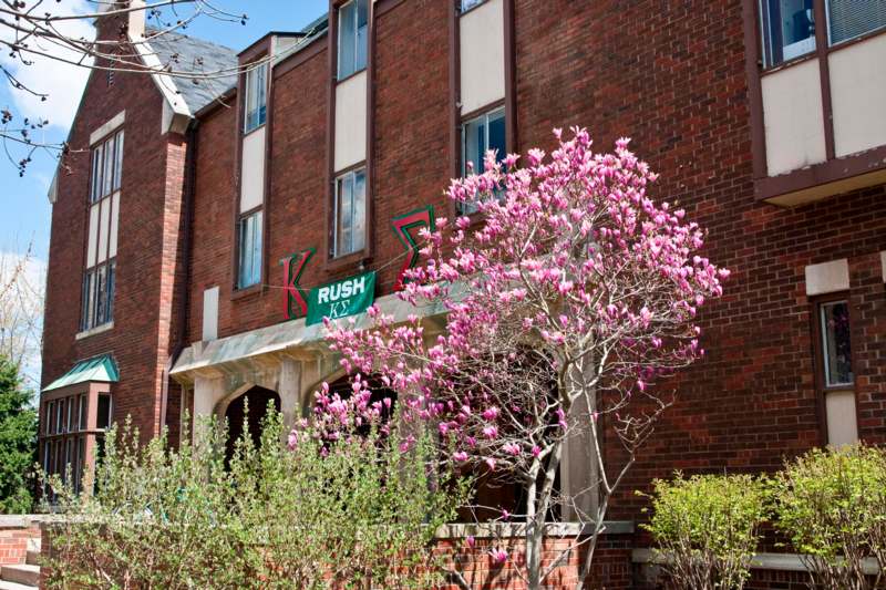 a tree with pink flowers in front of a brick building