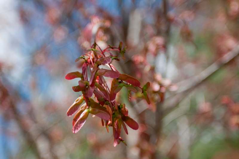 a close up of a tree branch with red leaves