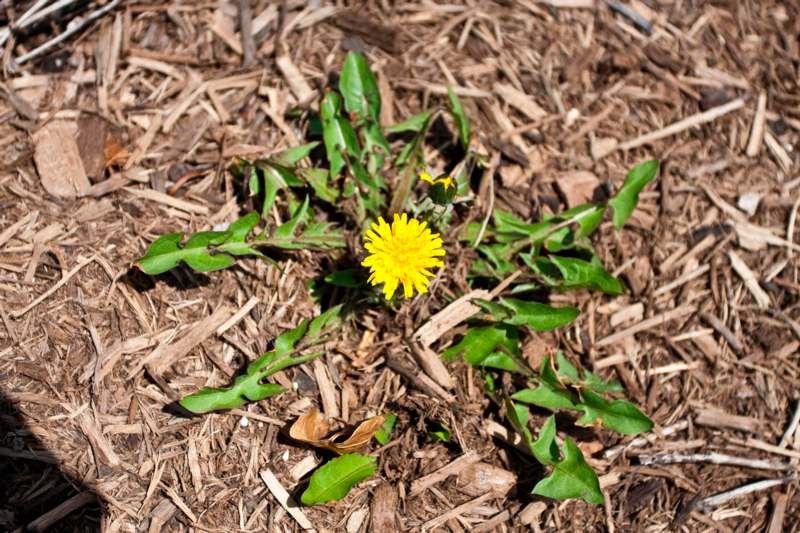 a yellow flower growing out of a pile of wood chips