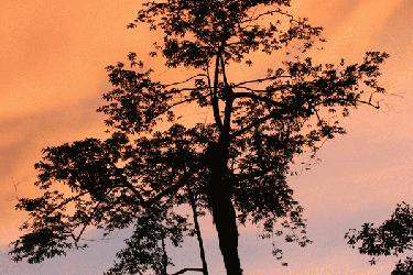 a tree with a sunset sky
