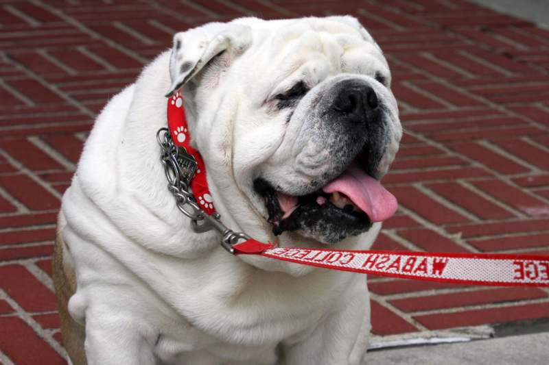 a white dog with a red leash