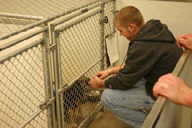 a man feeding a dog in a cage